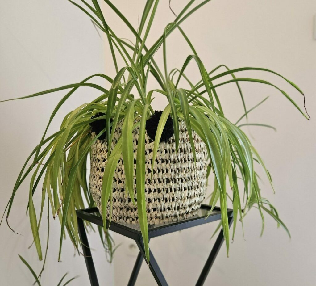 Evidence Déco - 20240302_162914-e1709395133307-aspect-ratio-520-470